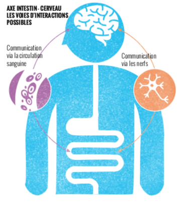 interaction intestin - cerveau